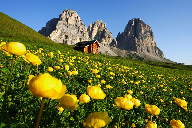 Fioritura Trollius europaeus sotto il Sassolungo verso Col Rodella e rifugio Pertini-val di Fassa-TN